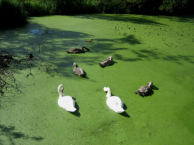 Ducks Eating Duckweed in Pond
