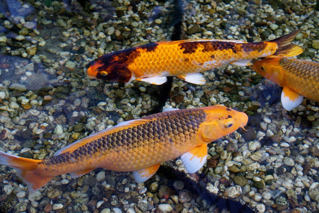 Domestic Koi