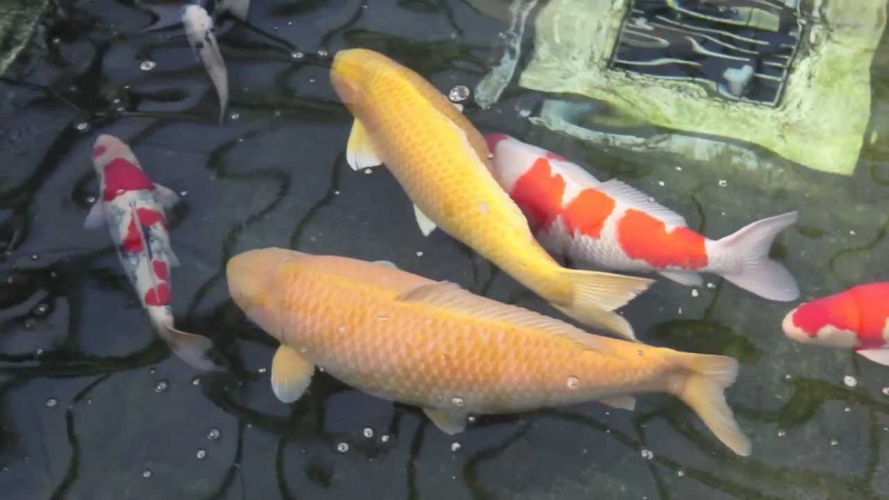 Jumbo Koi Fish