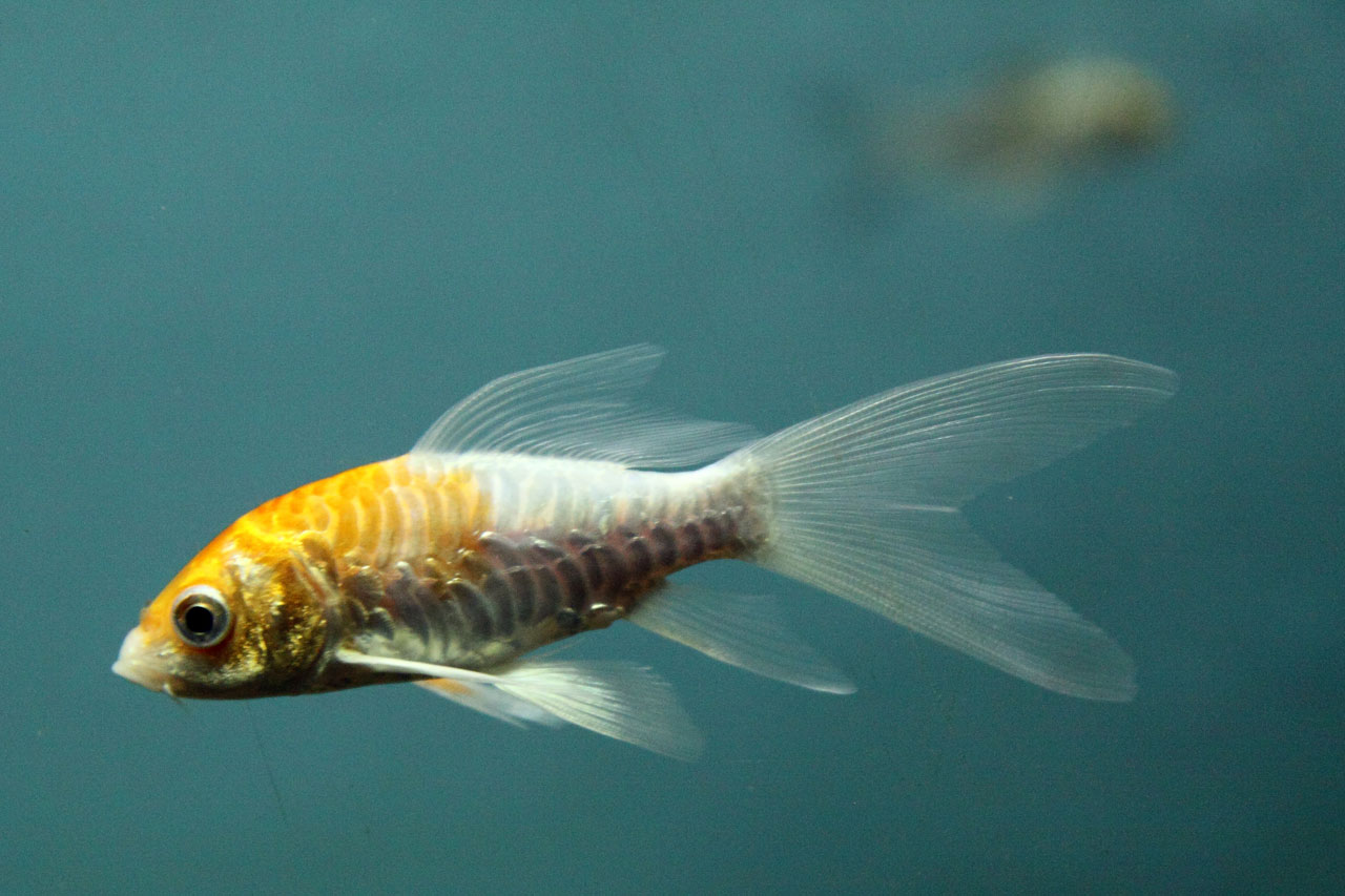 Small koi fish