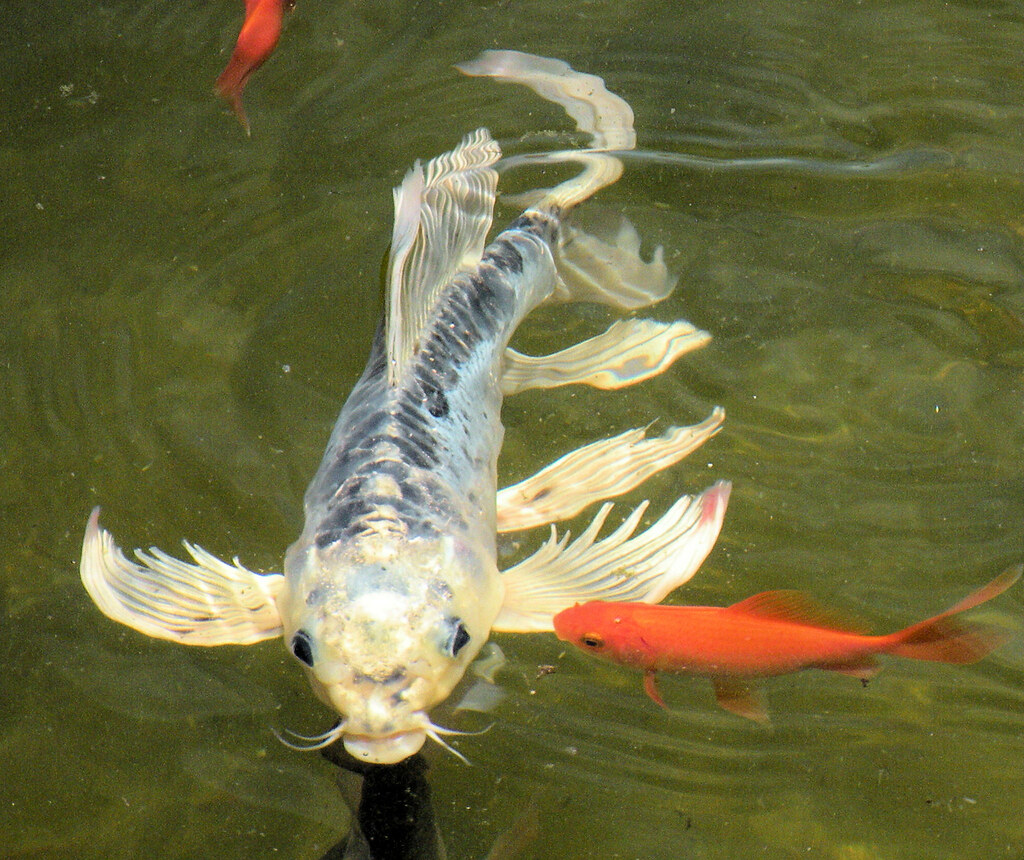 How Big Do Koi Get & How To Make Koi Grow Bigger - Pond Wiki