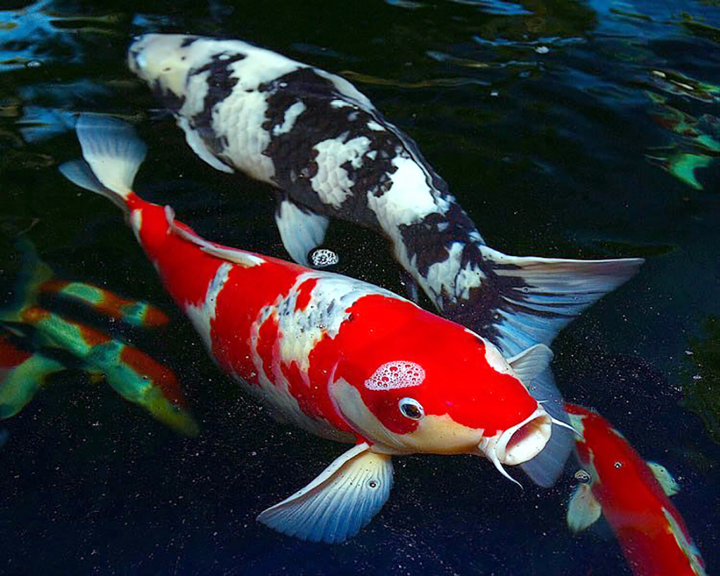 How To Get Koi Fish Japan Rural