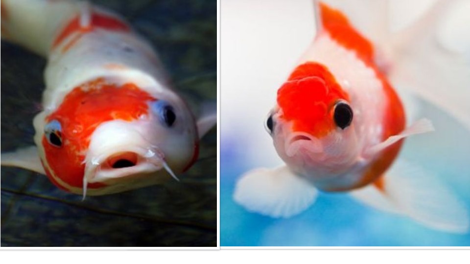 Will Koi Eat Goldfish and Other Smaller Fish? - Answered - Pond Wiki