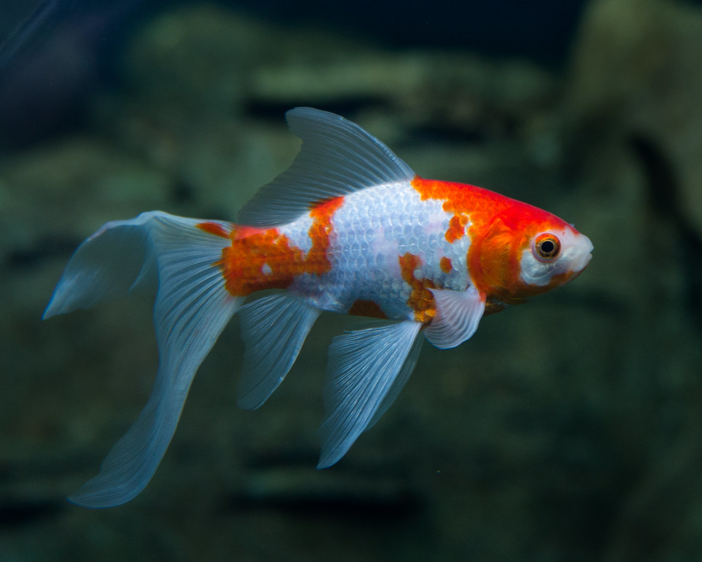 8 Fish That Can Live With Koi In A Tank - Koi Tank Mates