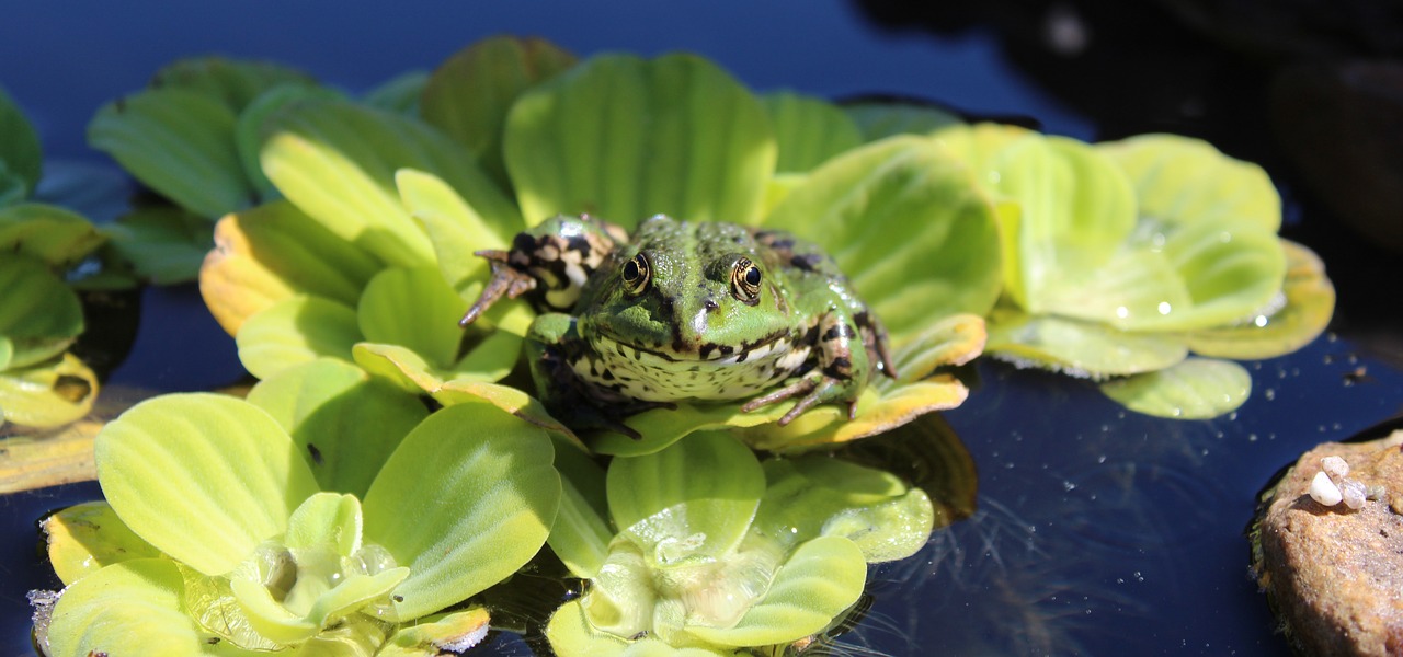Frog on Water Lettuce