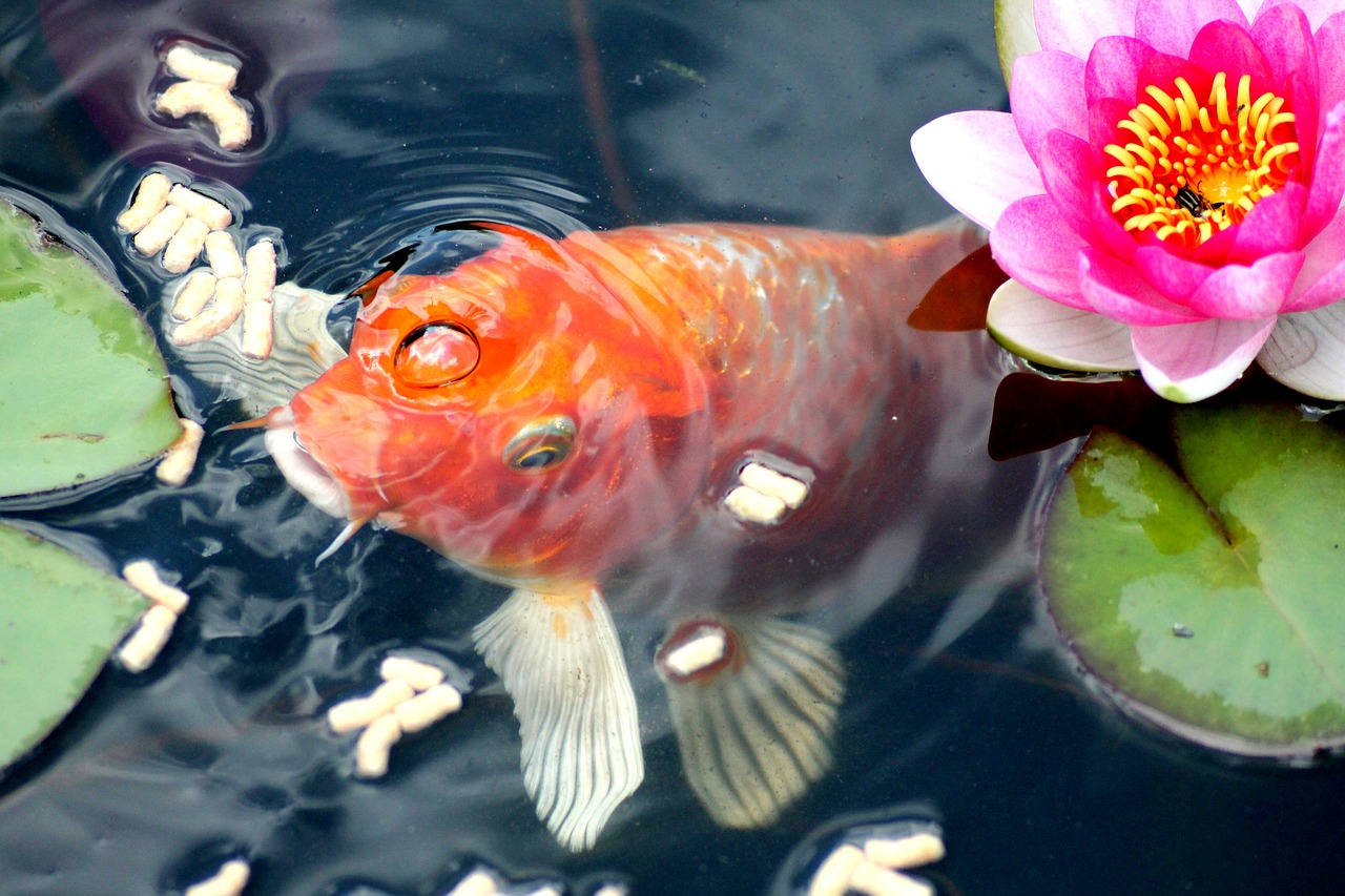 A Koi eating supplementary food