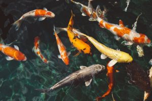 Rarest Koi Fish Types – A Guide for Collectors - Pond Wiki