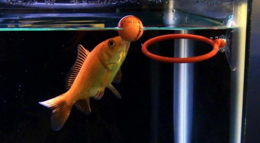 best toys for goldfish