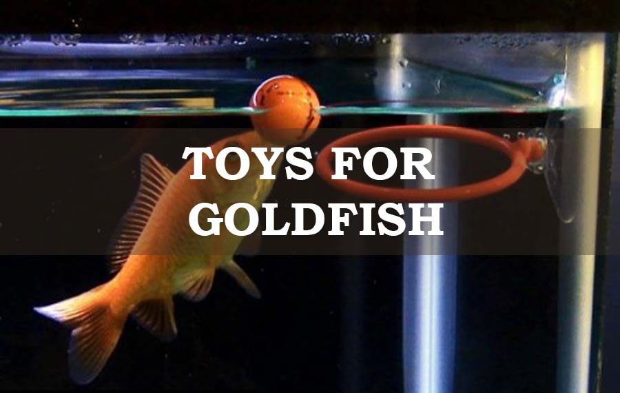 A goldfish playing with toys