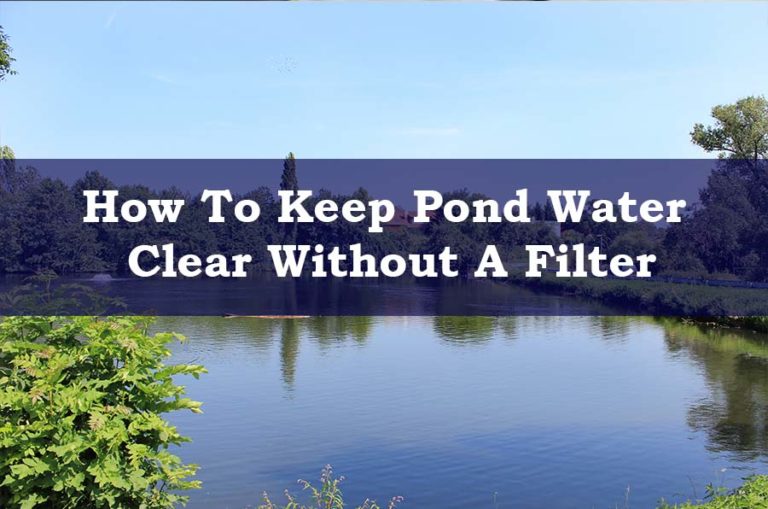 How To Keep Pond Water Clear Without A Filter - How To Keep PonD Water Clear Without A Filter 768x509
