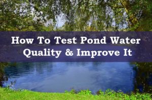 How To Test Pond Water Quality Easily & Improve It