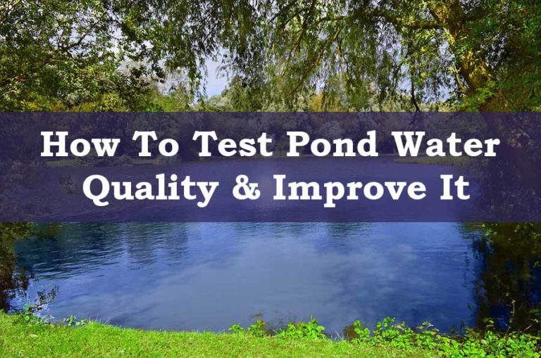 Comment maintenir l'eau claire d'un étang de jardin - PonD Water 768x509