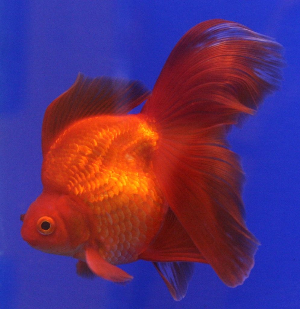 Types of Goldfish for Ponds | Verities You Can Stock In Pond - Pond Wiki