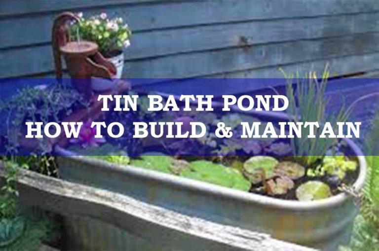 Tin Bath Pond - How To Build & Maintain - Pond Wiki