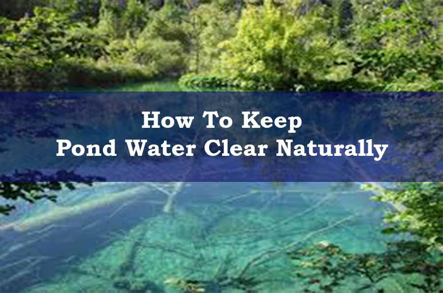 clear pond water naturally