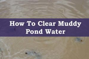 pond muddy murky