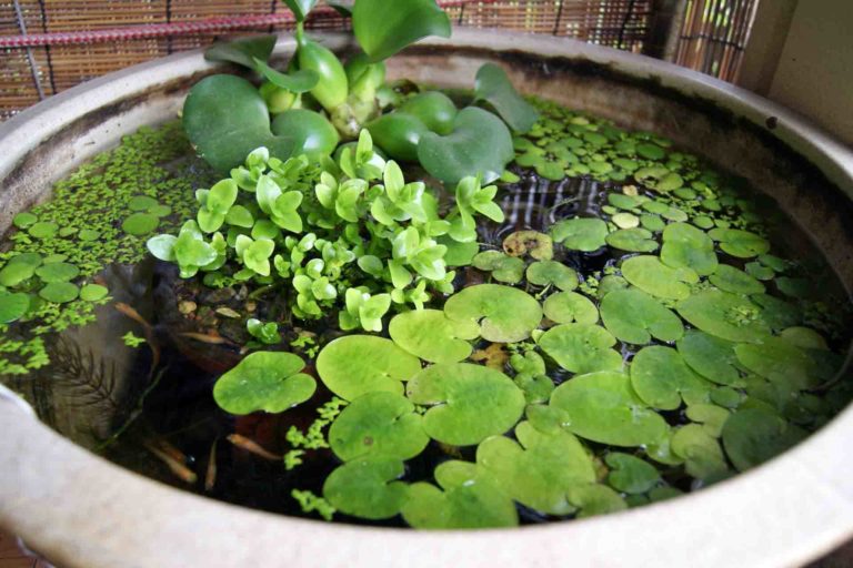 Nano Pond – How To Build & Maintain - Pond Wiki