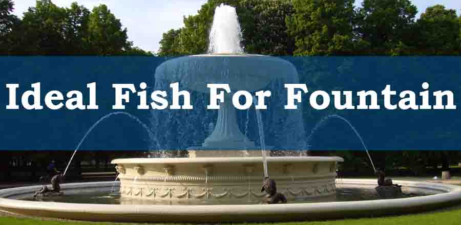 Fish For Fountain