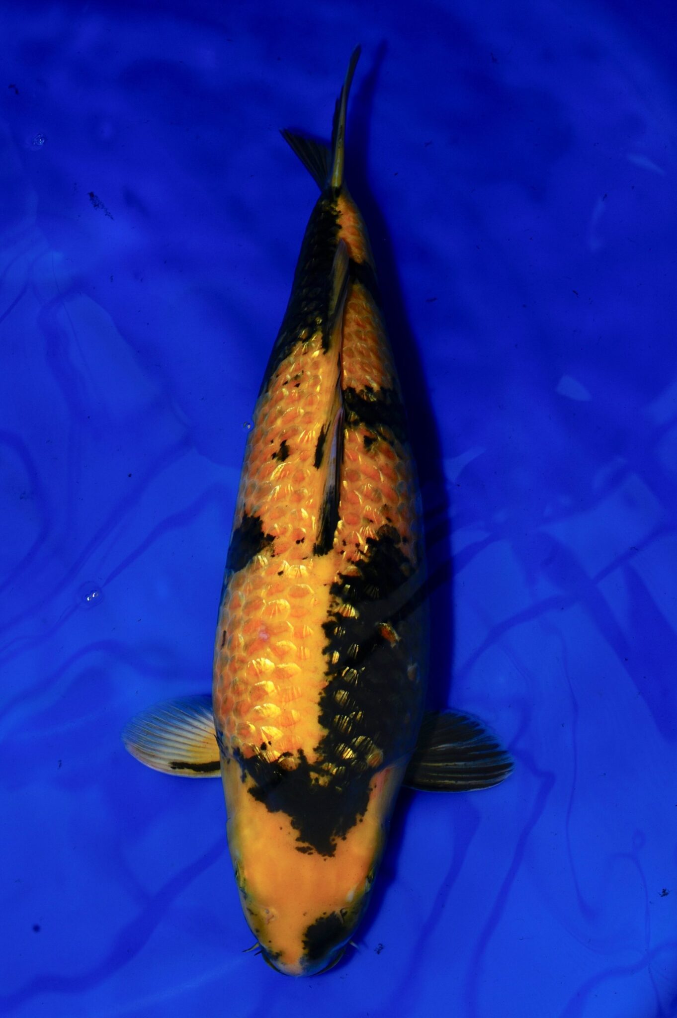 Rarest Koi Fish Types – A Guide for Collectors - Pond Wiki