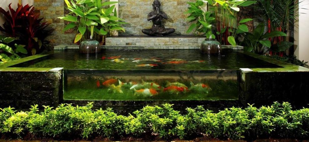 Glass pond with fish and plants