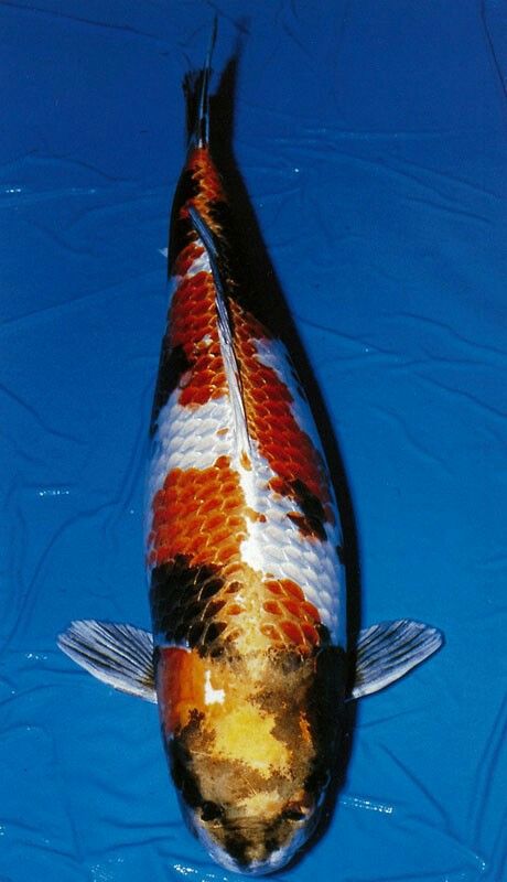 Rarest Koi Fish Types – A Guide for Collectors - Pond Wiki