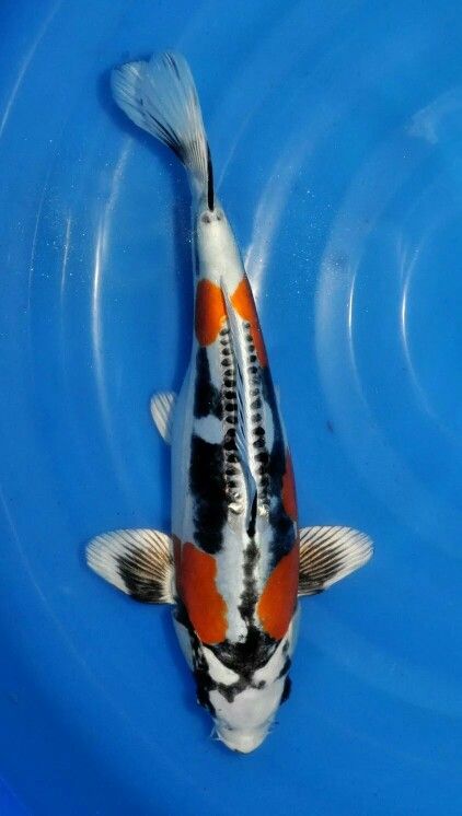 Rarest Koi Fish Types – A Guide for Collectors - Pond Wiki