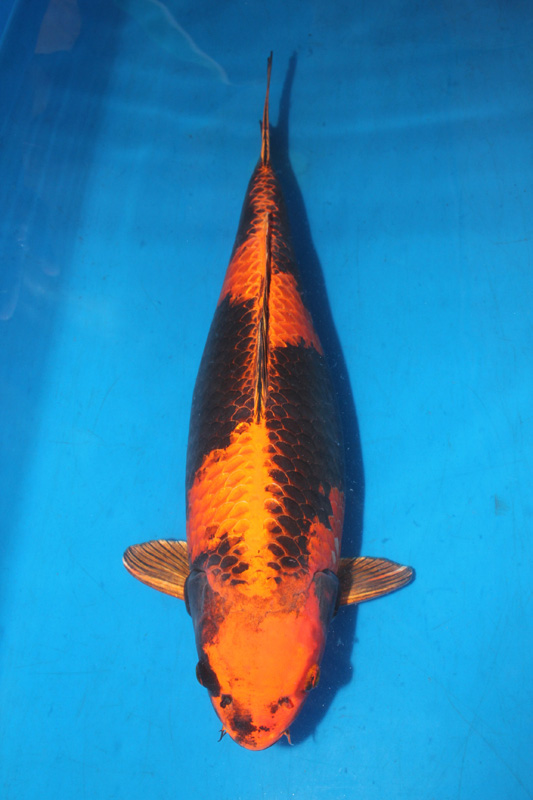 Rarest Koi Fish Types – A Guide for Collectors - Pond Wiki