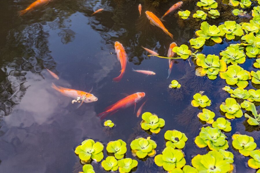 koi fish in a clean pond