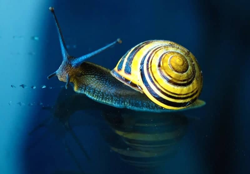 Getting Rid Of Pond Snail